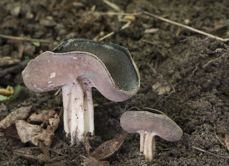 Helvella solitaria